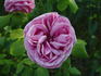 Liparfum rose photo