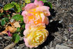 Charlotte Brownell rose photo