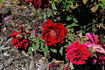 Gloire de Hollande rose photo