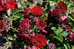 Pied Piper rose photo