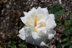 Westfield Star rose photo
