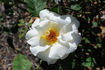 Westfield Star rose photo