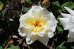 Westfield Star rose photo