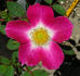 Star Delight rose photo