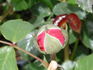 Grace Note rose photo