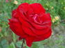 Ronald Reagan ™ rose photo