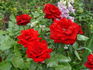 Sacred Heart rose photo