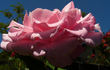 Sweet Surrender rose photo