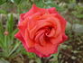 We Salute You ™ rose photo