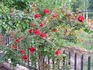 Asso di Cuori, Cl. rose photo