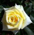 Frisco ® rose photo