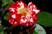 Ladybug rose photo