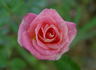 Rosie ™ rose photo