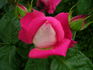 Ville de Villeurbanne ® rose photo