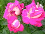 Ville de Villeurbanne ® rose photo