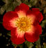 Peggy T ™ rose photo