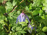 C. macropetala 'Wesselton' clematis photo
