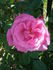 Birdie Blye rose photo