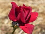 Madame Delbard ® rose photo