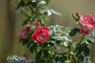 Wonderful News rose photo