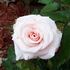 Origami ™ rose photo
