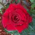 National Velvet rose photo