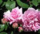 Hilda Murrell ® rose photo
