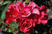 Buisman's Triumph rose photo