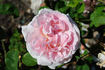 Doutz rose photo