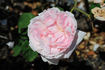 Doutz rose photo