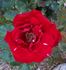 Red Skelton rose photo