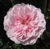 Pink Powderpuff rose photo