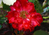 Ladybug rose photo