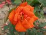 Zorman rose photo