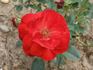 Orava rose photo