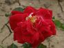 Chopat rose photo