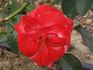 Choprom rose photo
