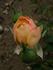 Luluc rose photo