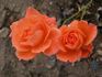 Zorman rose photo