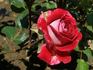 Chopat rose photo
