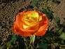 Antigone ® rose photo