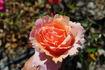 Lal rose photo