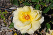 Madame Chiang Kai-shek rose photo