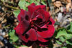Night rose photo