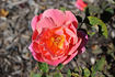 Stockton Beauty rose photo