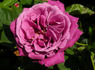 Monet rose photo