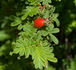 <i>Rosa sericea</i> Wall. ex Lindl. rose photo