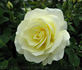 Lime Sublime ™ rose photo