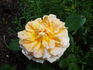Souvenir de Charles Laemmel rose photo