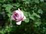 Double Pink rose photo